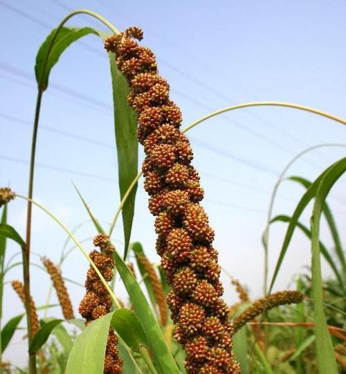 现在种植什么农作物（在家种植的好农作物介绍）