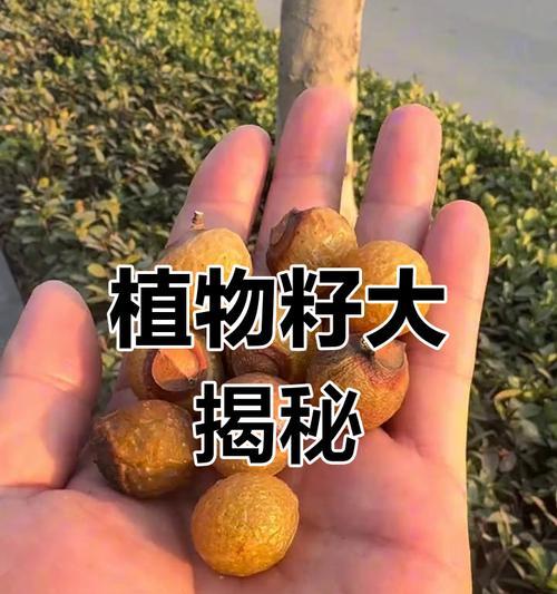 种子外壳很大的植物？有哪些常见的种类？